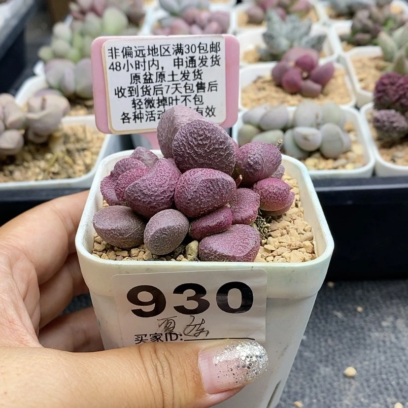 【闪购商品】930夏娃多肉