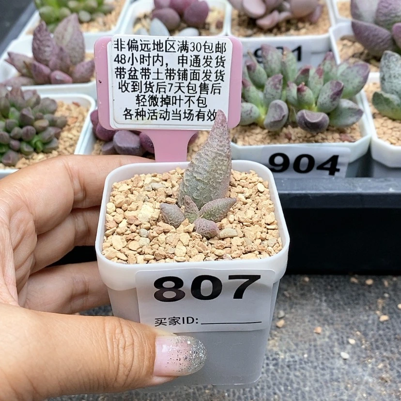 【闪购商品】807融化纹冰淇淋多肉