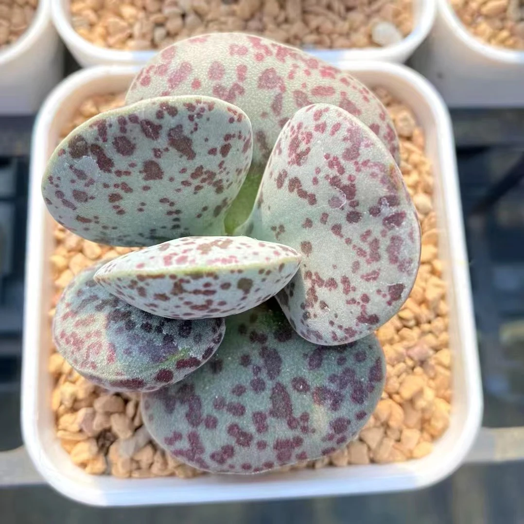 星花怒放小型水泡多肉植物斑点蛋系巨型大叶肥美花蛋带土团好度夏