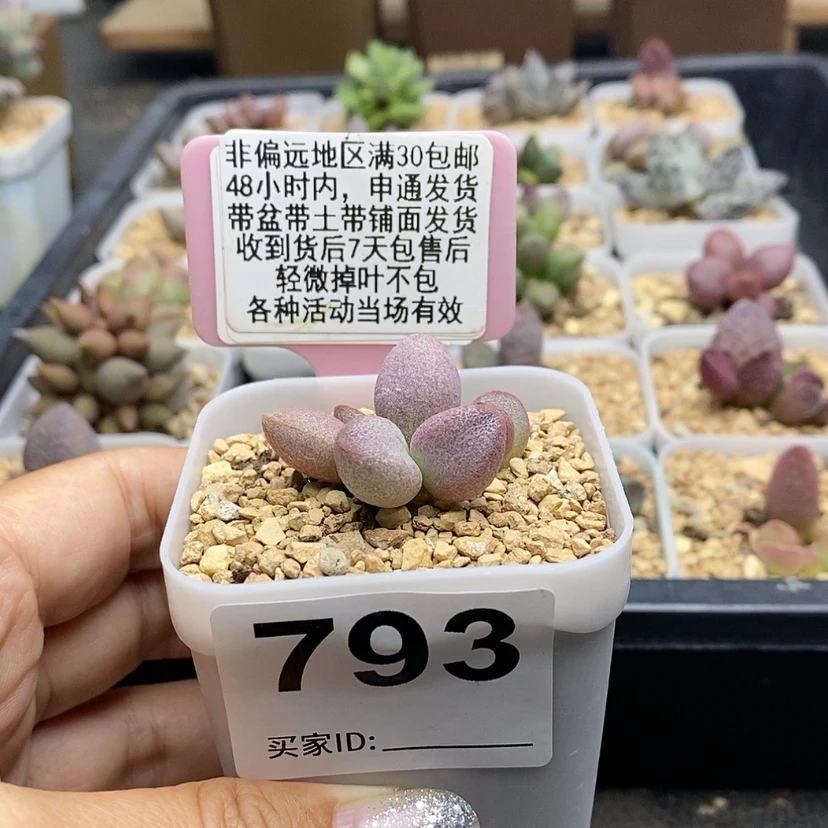 【闪购商品】793小鱼嘴