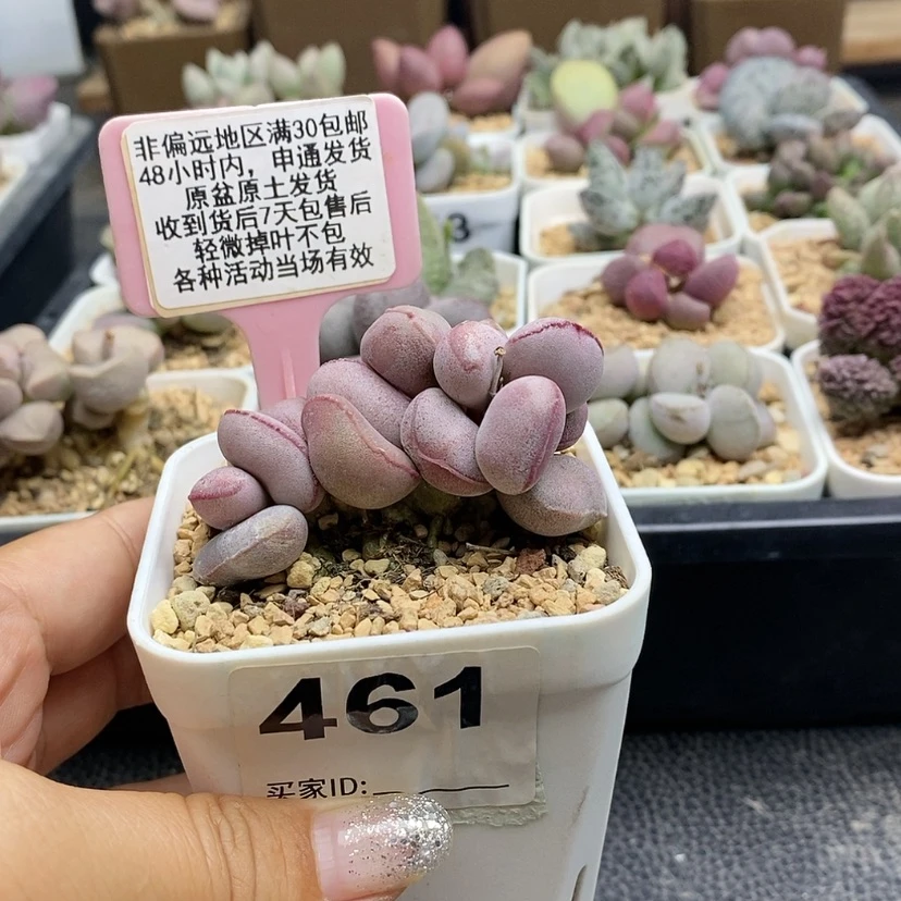 【闪购商品】461白肌红蛋