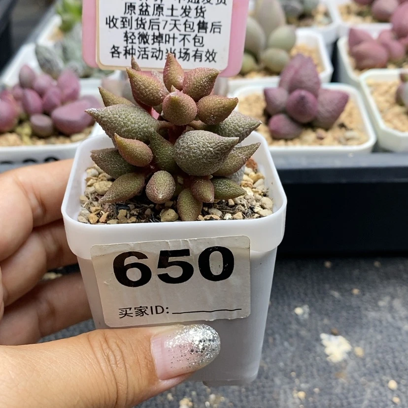 【闪购商品】650小辣椒多肉