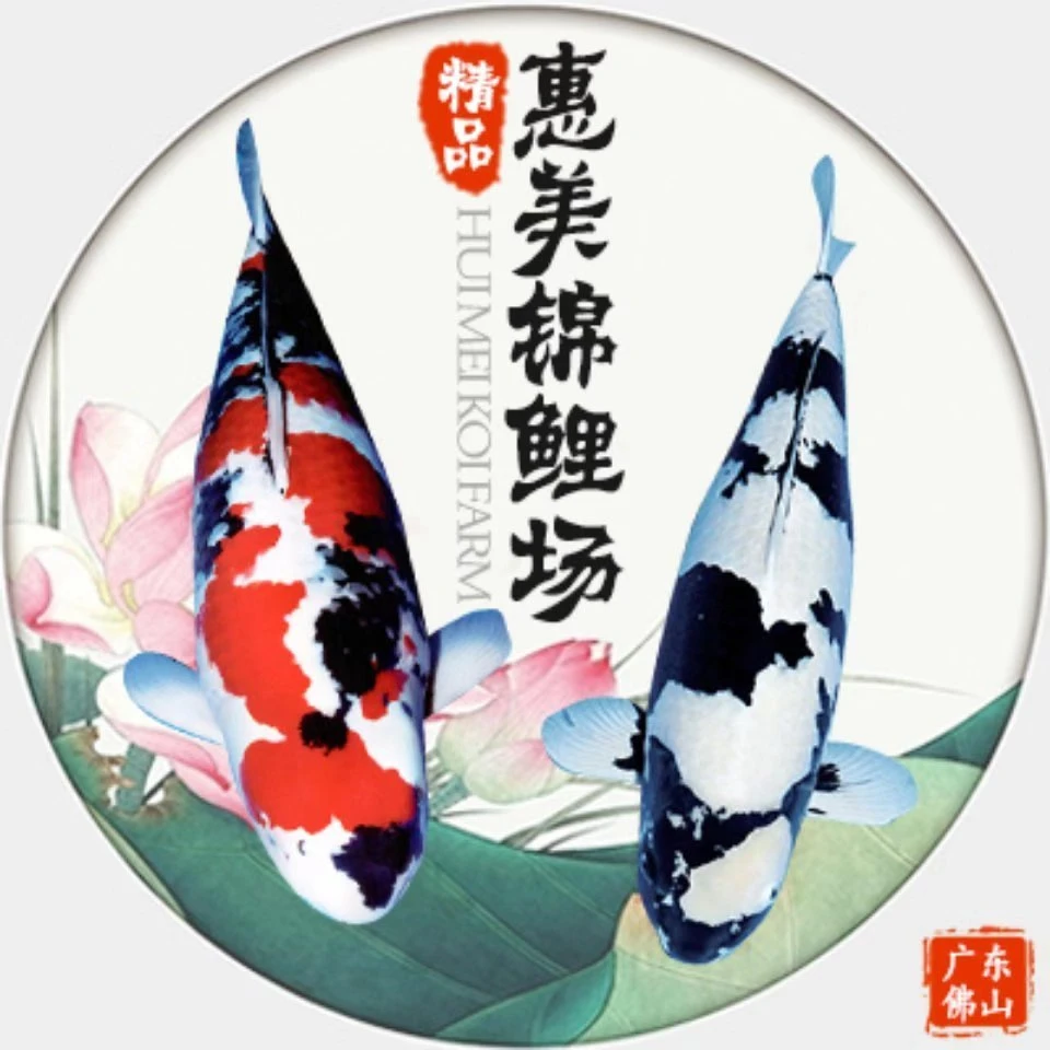 精品锦鲤鱼包邮包损