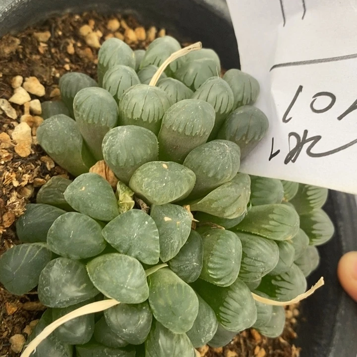 木****91805。
