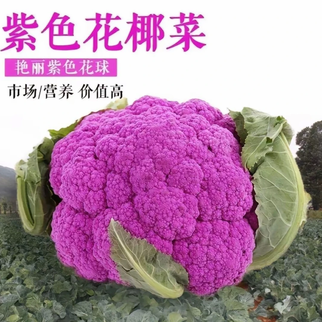 紫花椰菜苗有机菜花阳台盆栽菜园种植带土包装高产紫色花椰菜秧苗