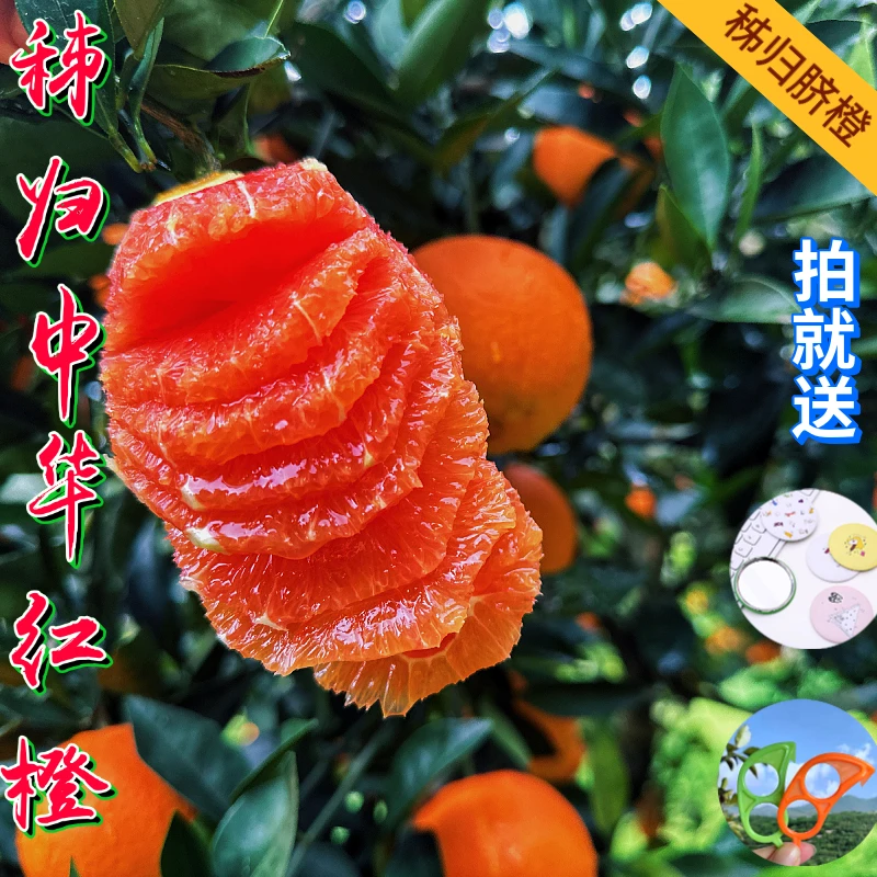 宜昌秭归脐橙中华红橙现摘血橙5斤9斤新鲜橙子非伦晚多汁水果包邮