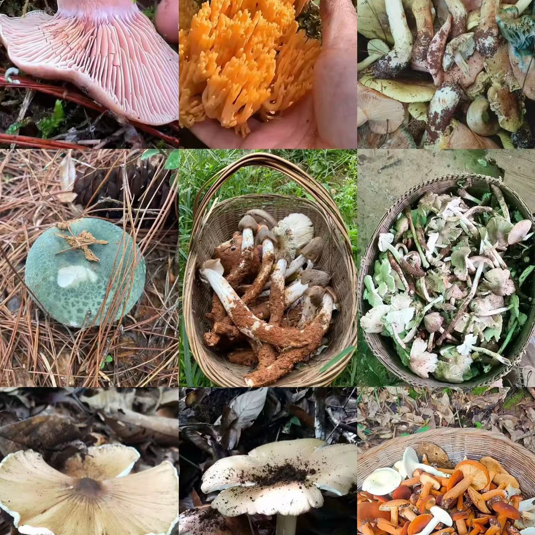 1【S-X】净含量：1g-10g【阿忠现收现卖】菌