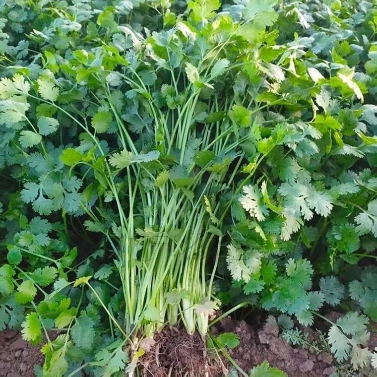 四季速生大叶香菜新鲜蔬菜香菜浓香味正三天生香菜农家