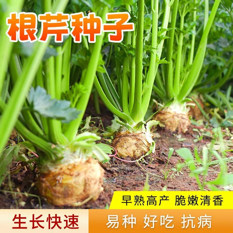 【全店满5包包邮】美味根芹种子四季洋芹芹菜根种籽阳台蔬菜盆