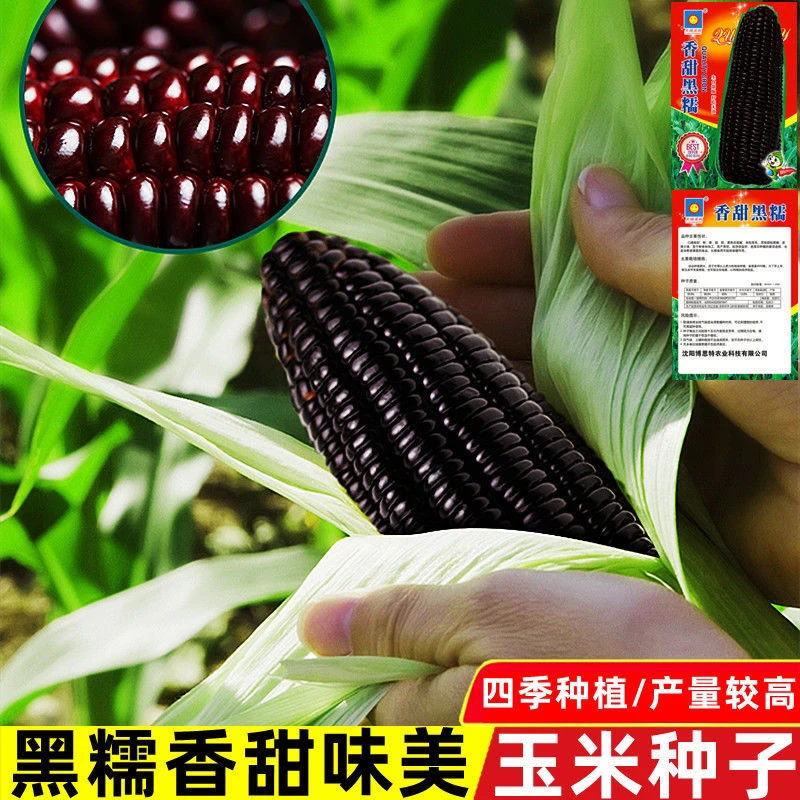 【全店满5包包邮】黑甜糯玉米黑糯玉米种子耐高温紫玉米