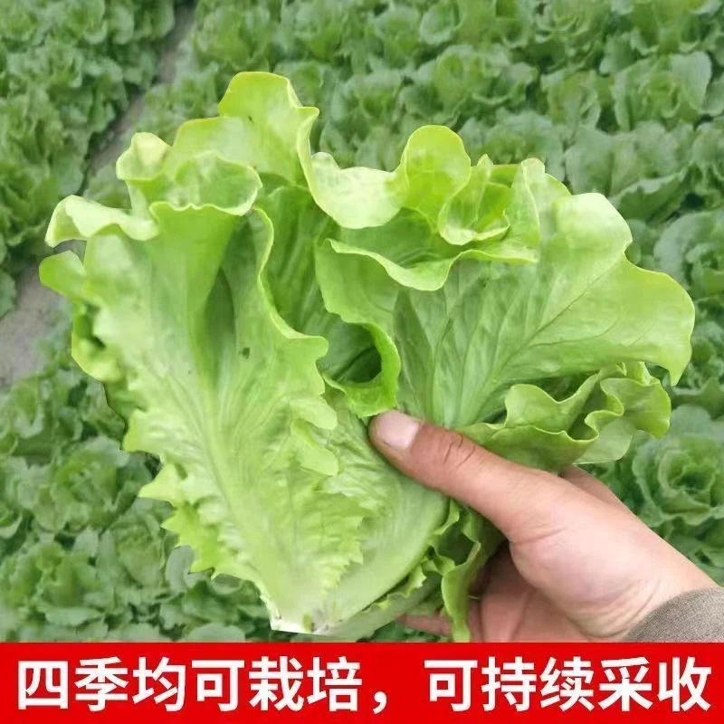 甜脆意大利生菜 脆嫩爽口生吃生菜种籽盆栽大