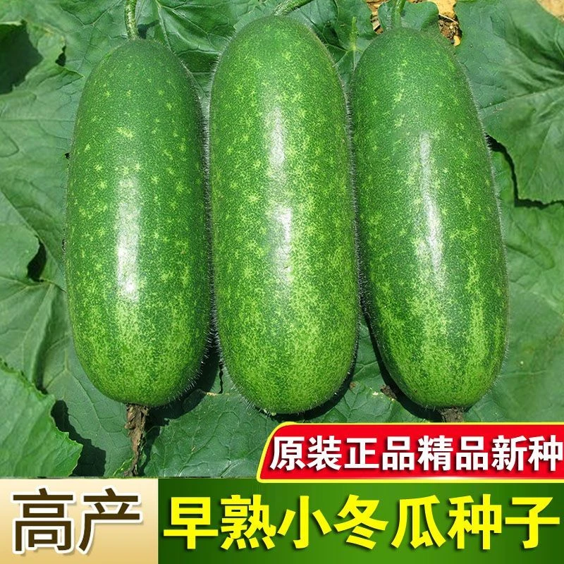 【全店满5包包邮】早熟小冬瓜种子毛冬瓜阳台阳台庭院