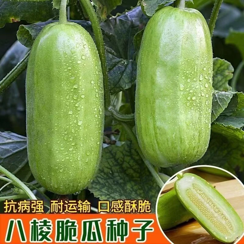 【全店满5包包邮】白皮棱子酥种子薄皮菜瓜八棱脆瓜种籽阳台庭院蔬