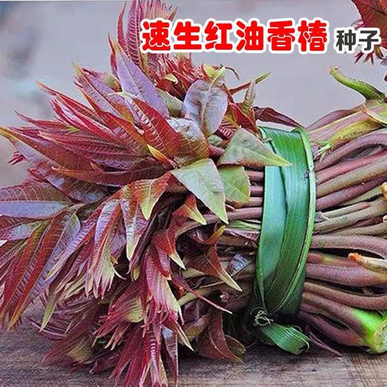 【全店满5包包邮】红油香椿钟子耐寒抗旱香椿树种子高产春夏秋四季