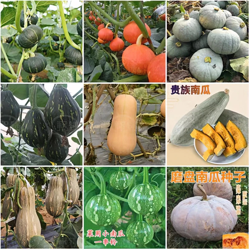 【全店满5包包邮】早熟小南瓜种子一串铃南瓜种籽密菜园蔬菜