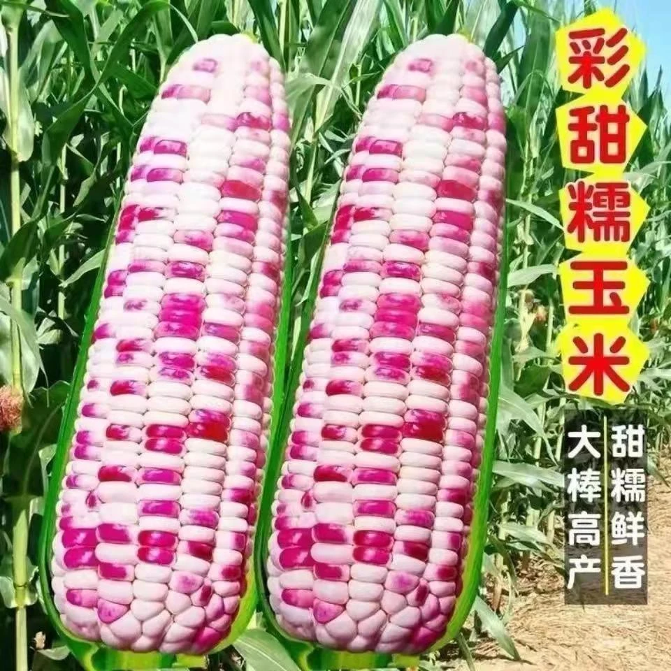 【全店满5包包邮】甜彩糯玉米种子高产大田四季香甜糯玉米种子早花