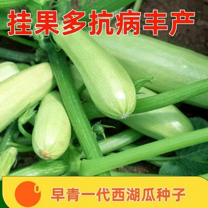 【全店满5包包邮】早青西葫芦种子家庭小菜园易种种子西葫芦瓜种子