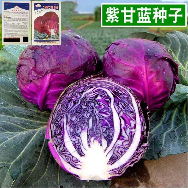 【全店满5包包邮】紫甘蓝种子紫甘蓝种籽早熟包菜耐寒耐裂卷心菜
