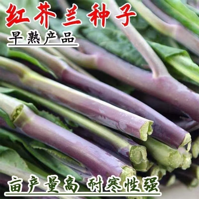 【全店满5包包邮】菜红芥兰菜种子香菇芥兰四季秋秋冬蔬菜红脚芥