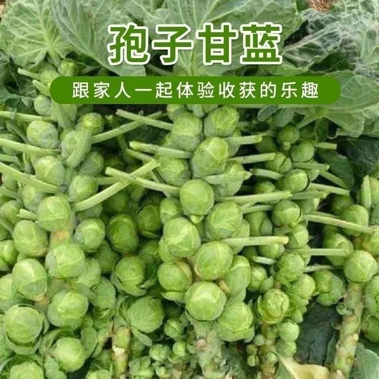 孢子甘蓝一年四季茽抱子甘蓝小包菜卷心菜包心菜蔬菜