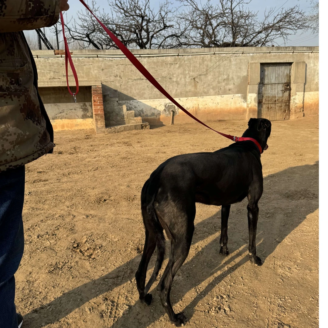 牵狗绳加厚一拉得P绳大中小型犬通用