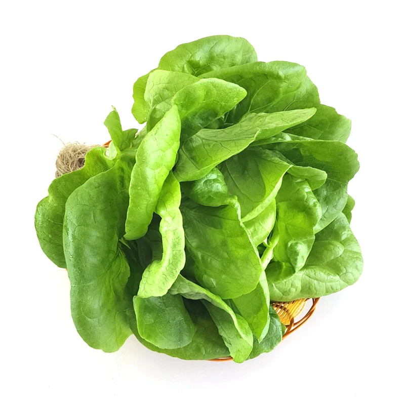 水培绿奶油生菜
