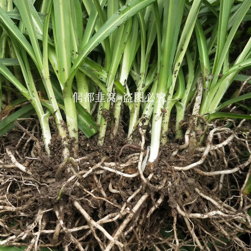 贵州侗寨高山大叶野韭菜根老品种石韭菜观音菜山韭野韭根阳台绿植