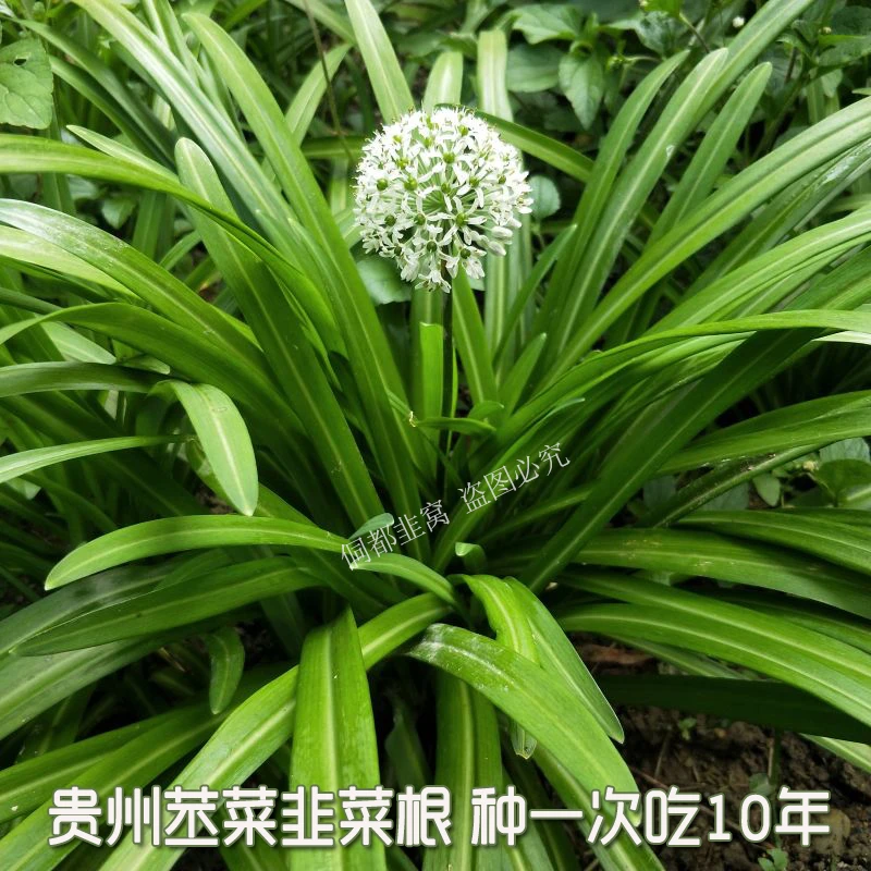 精选大粗根大宽叶韭菜贵州大叶韭菜石韭山韭巨叶野韭根观音菜花卉