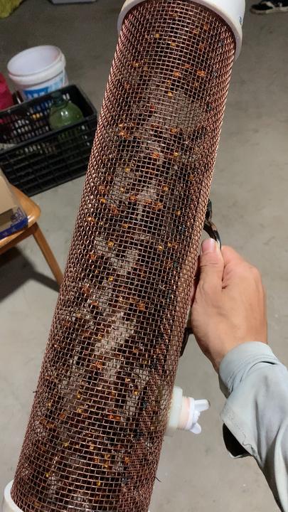 金环斧头蜂，100只老蜂，活抓活泡，带原液发货