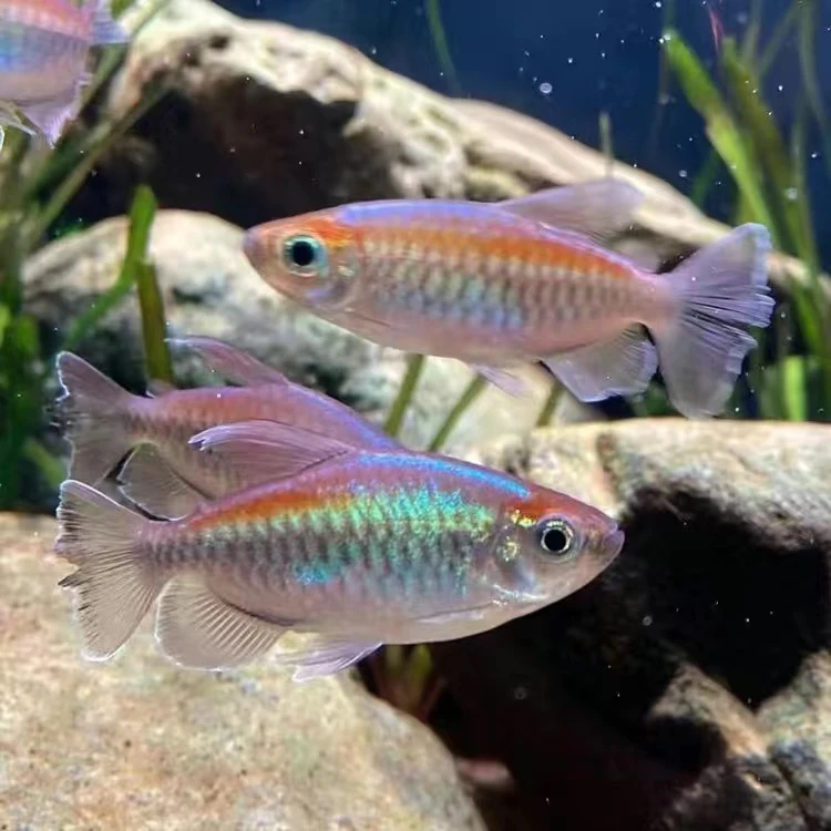 刚果美人鱼观赏鱼刚果美人淡水群游热带活体鱼