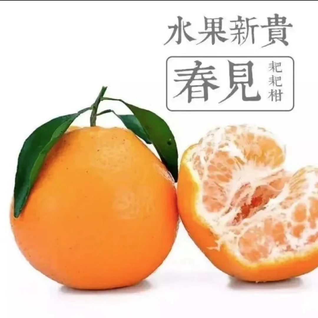 四川春见耙耙柑现摘当季新鲜整箱包邮包赔好吃农家肥自种很好吃滴