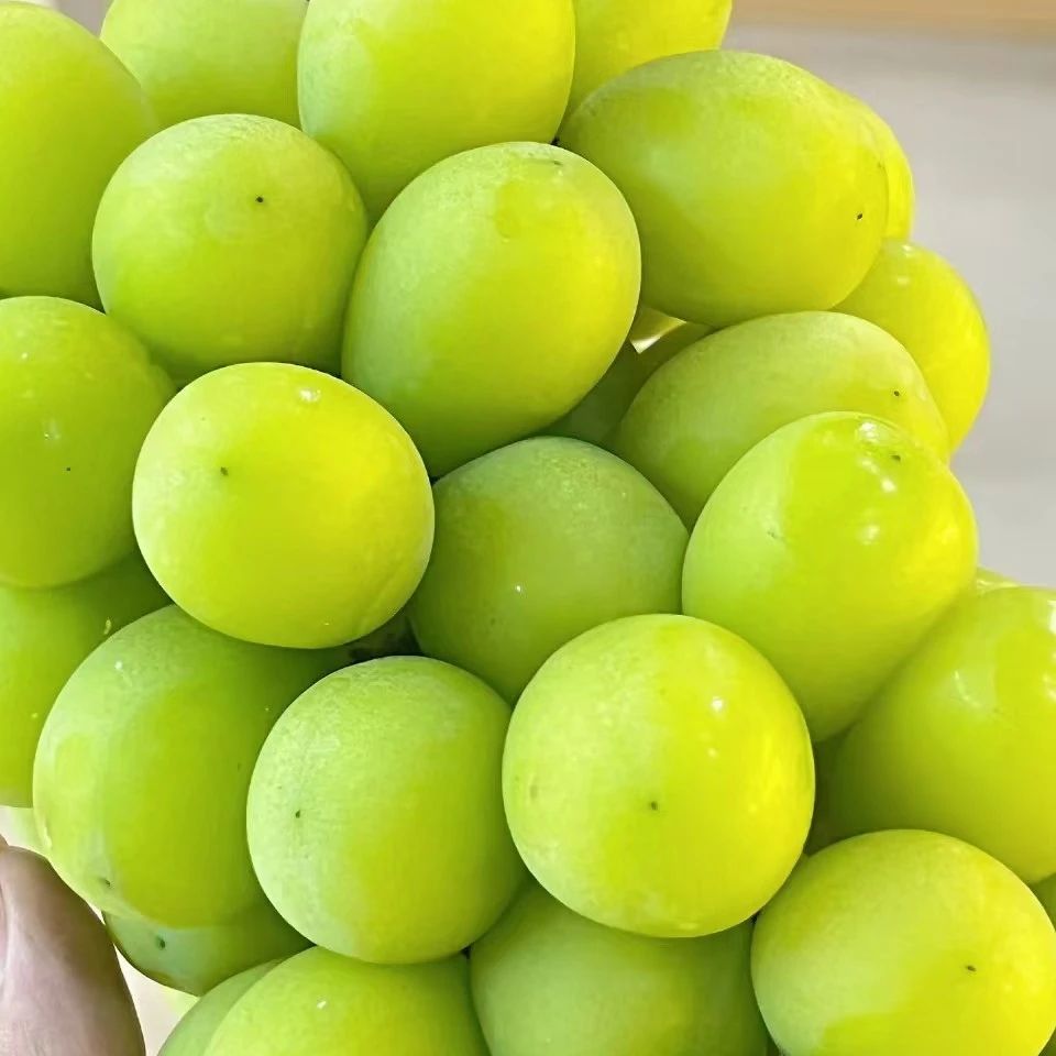 精品阳光玫瑰