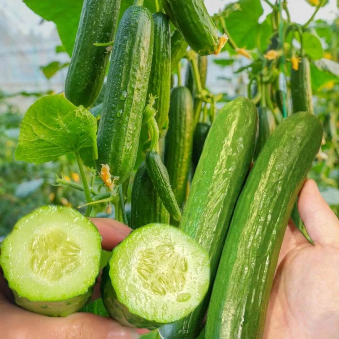 水果黄瓜