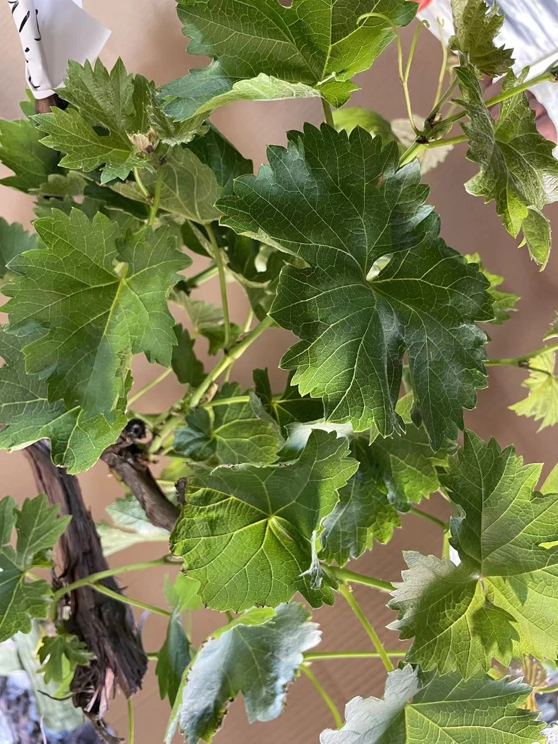 一物一拍，阳光妮娜皇后庭院植物爬藤月季南北方均可种植