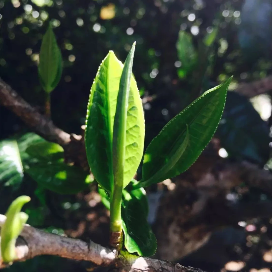 冰岛老寨小树散茶-2023年头春头采