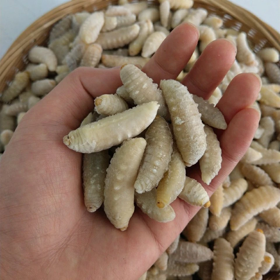 虎头蜂三级冷冻蛹已去内脏