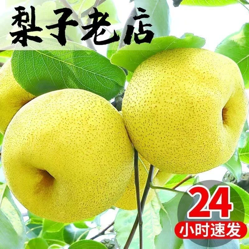 【正宗砀山酥梨】香甜砀山酥梨5斤9斤装酥脆爽口爆汁水果梨子现摘鲜