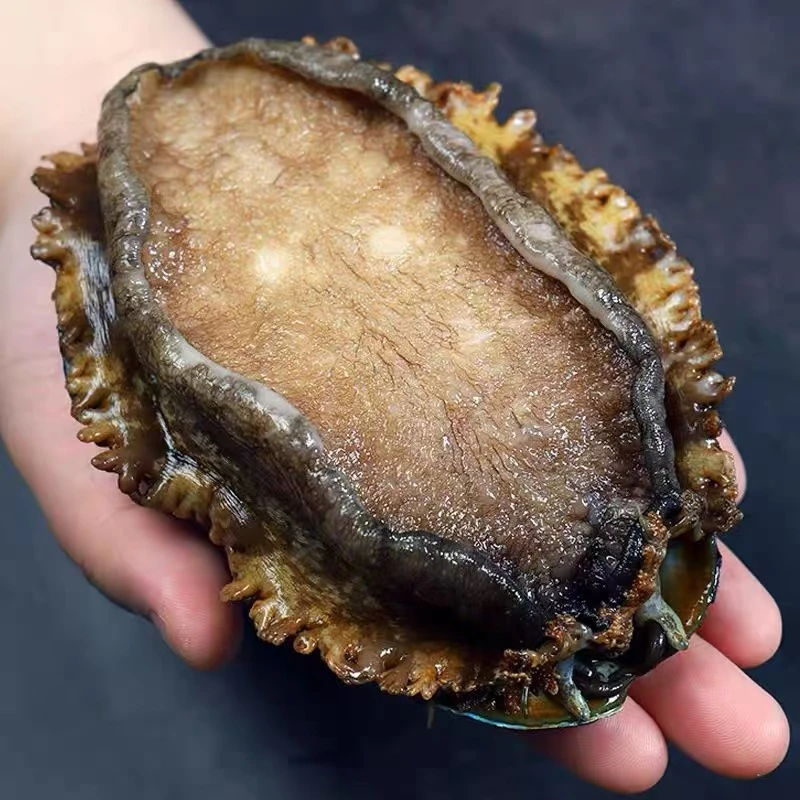 鲜冻秦山岛自然生长鲍鱼肉3颗纯肉520-540g/包 单颗11-12厘米