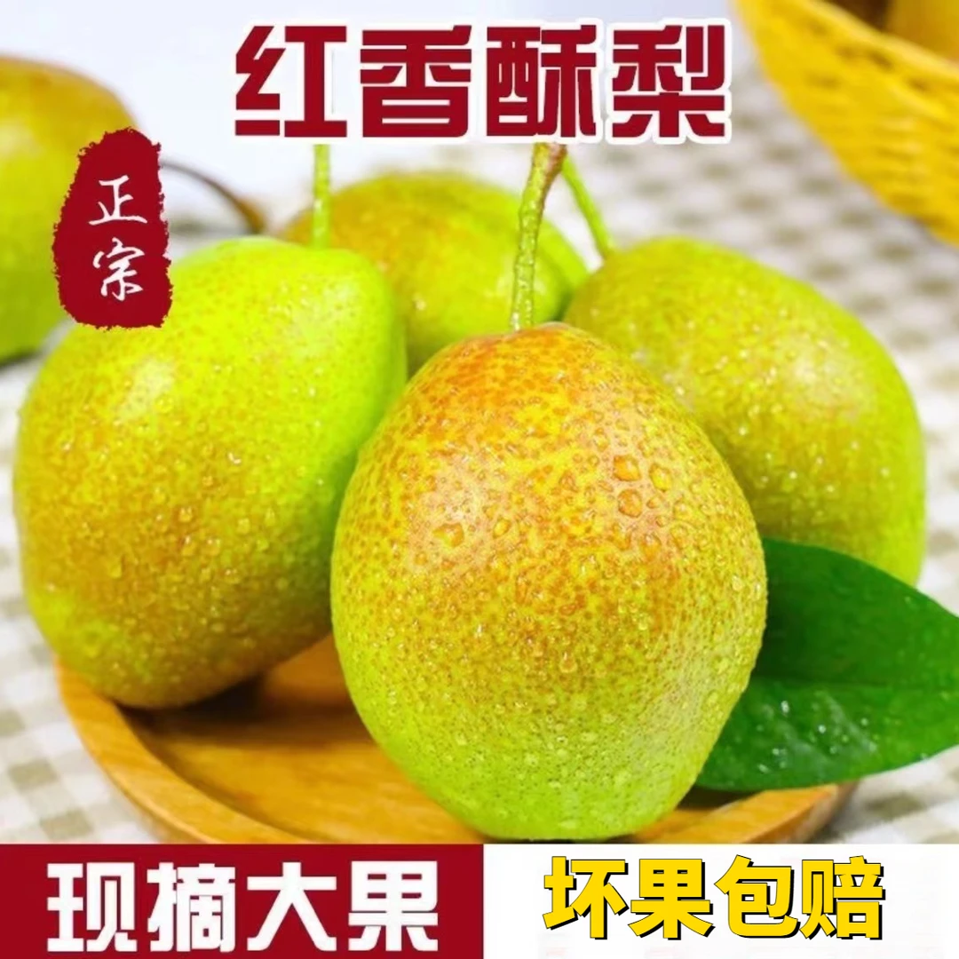 【坏果包赔】正宗陕西红香酥梨2-8.5斤现摘酥梨水果梨子脆甜多汁