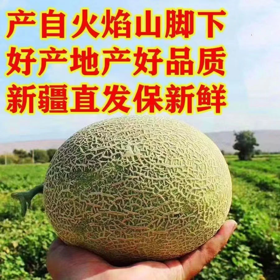 【新疆直发】吐鲁番火焰山哈密瓜当季新鲜水果西州蜜25号脆甜汁网纹