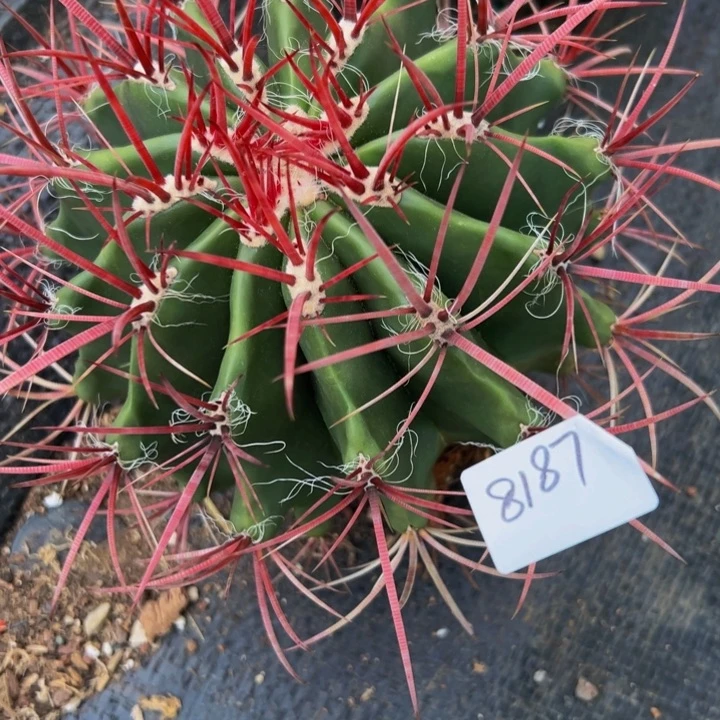 小**蜜墨西哥红虎精品8187