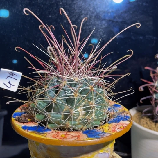 心4746大虹拍卖会