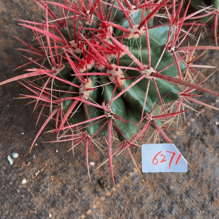 冰***花6271墨西哥正宗红虎精品