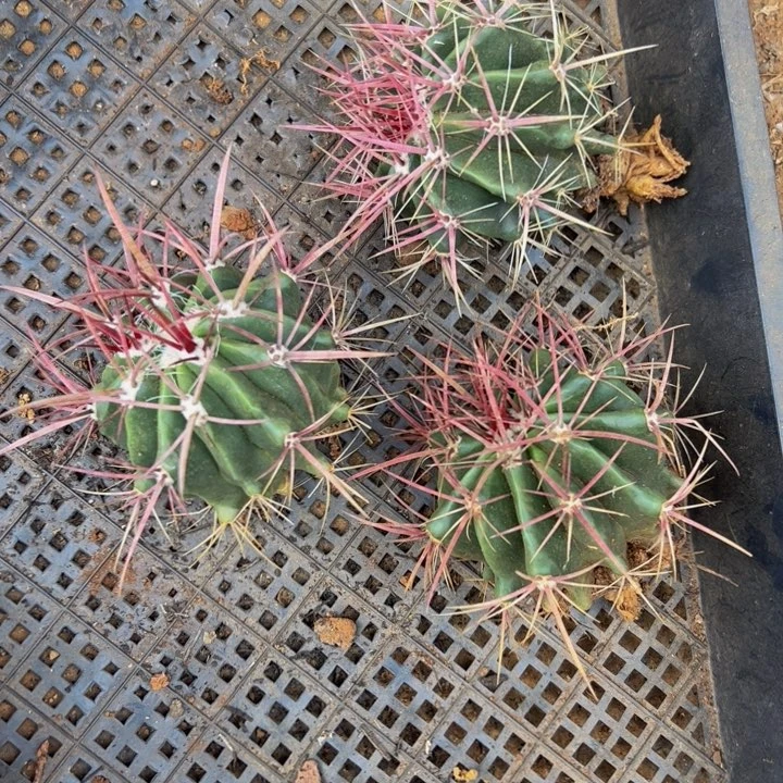 墨西哥红虎三颗（小苗红虎）福利