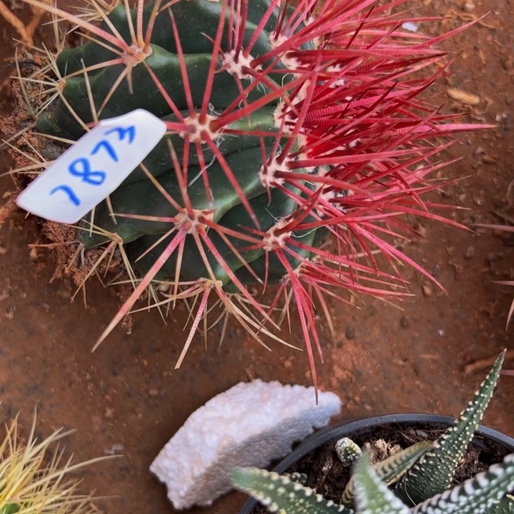 霹****猪墨西哥红虎精品7873