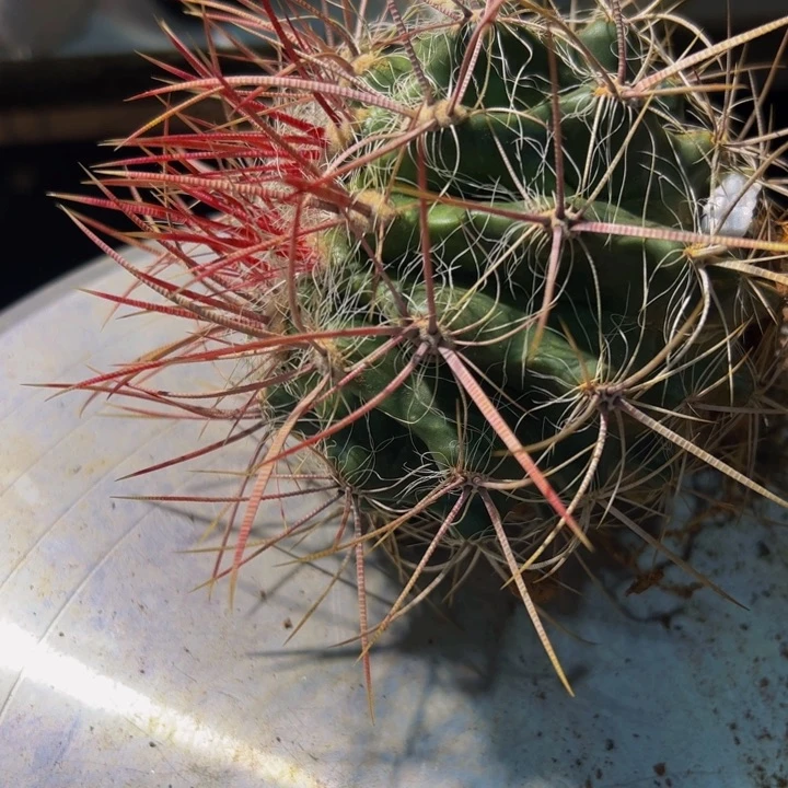 无**神3528墨西哥带须须红虎