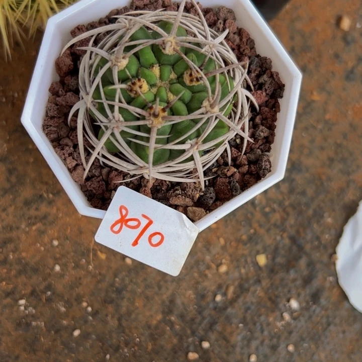 柯*8070精品碧玉大漏花友