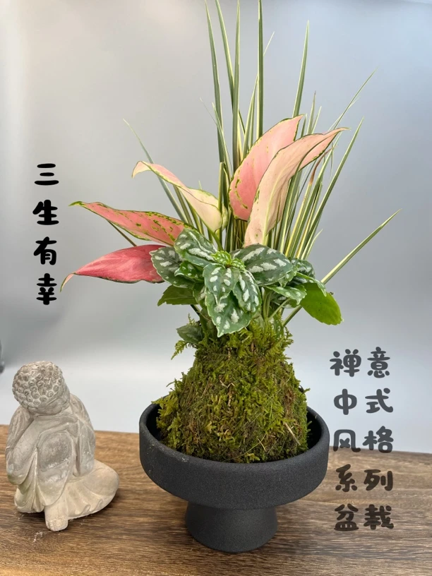 室内意境如意人生茶台摆件盆栽绿植