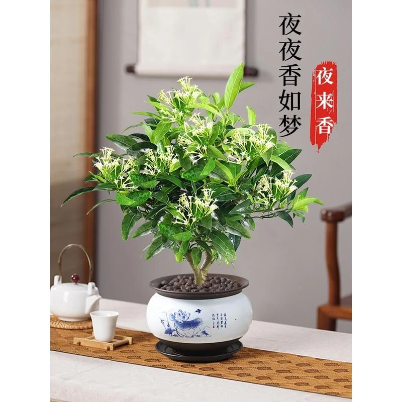 夜来香盆栽花树苗四季开花九里香花卉植物室内花阳台庭院驱蚊绿植