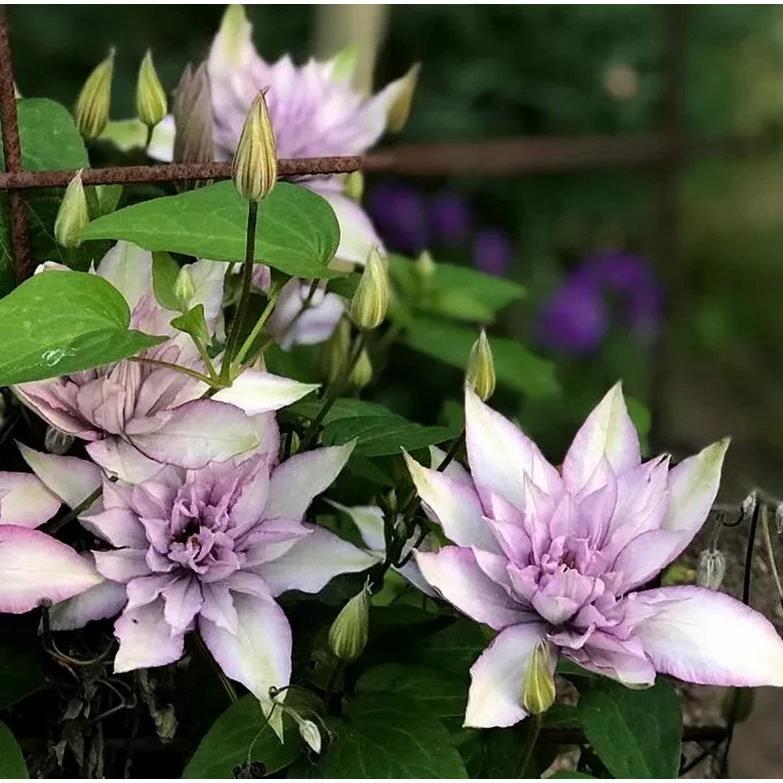 21口径大道系铁线莲青山盆透气排水大花丰花铁线莲阳台庭院露台